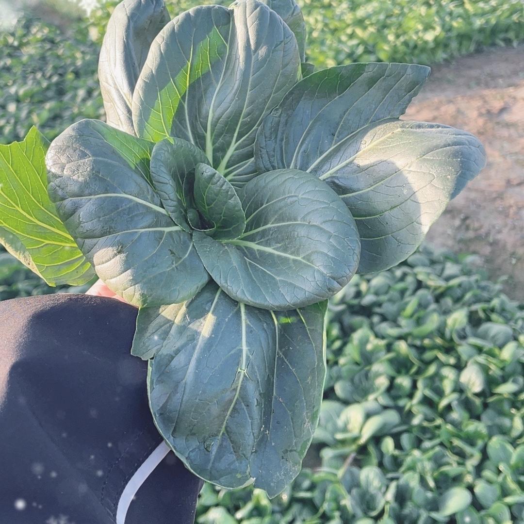 东台水宁盟土特产精选