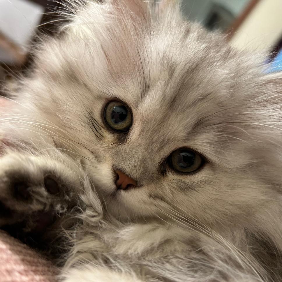 小栗子