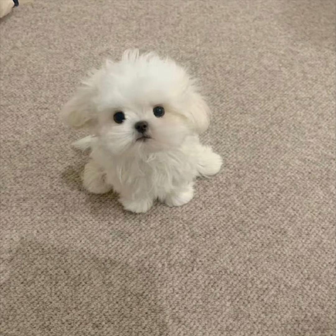 愿好