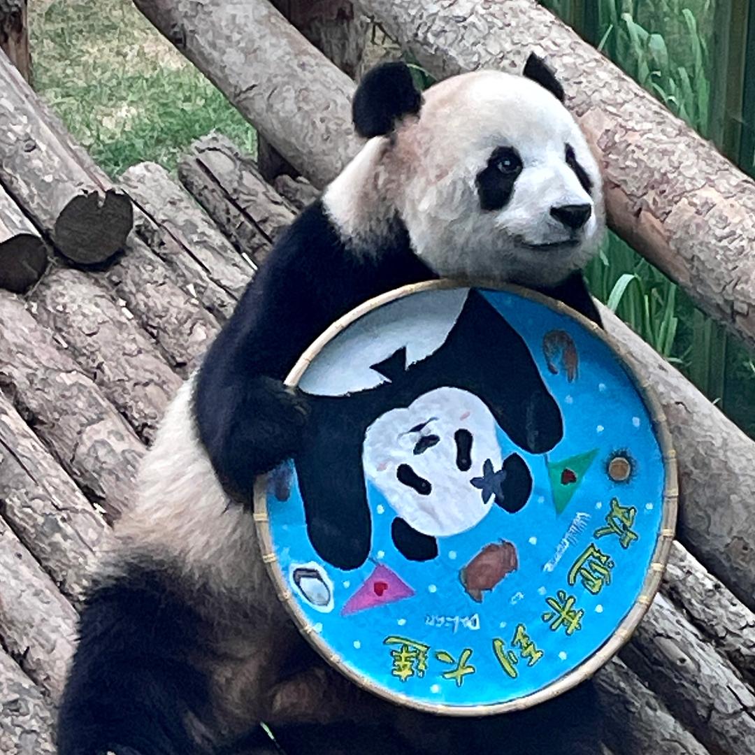 飞云妙妙虎🐼