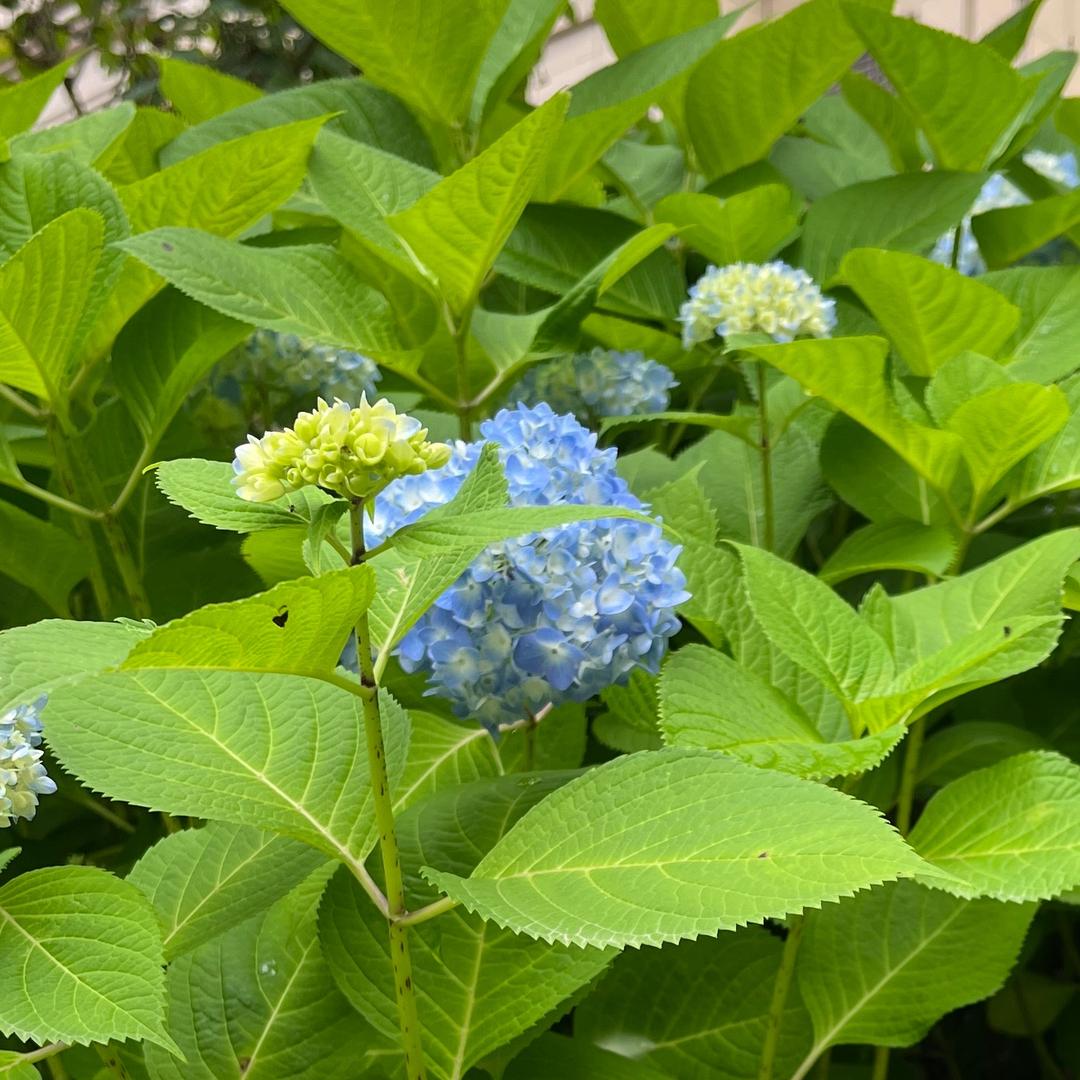 缘来.