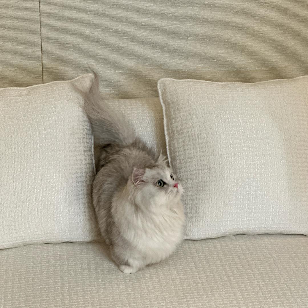 🦁