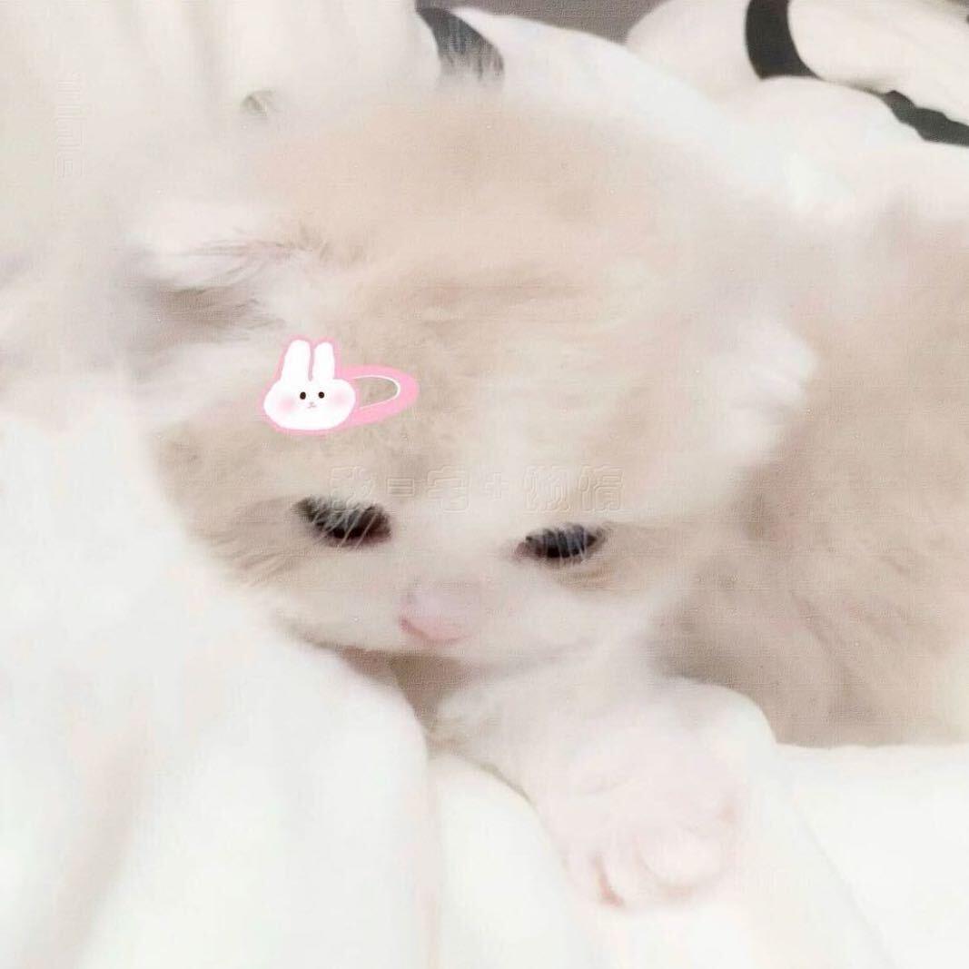 人间猫猫头.🐈🐾