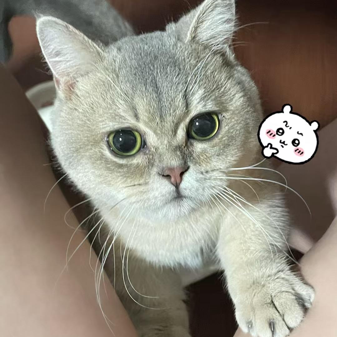 猪琪琪