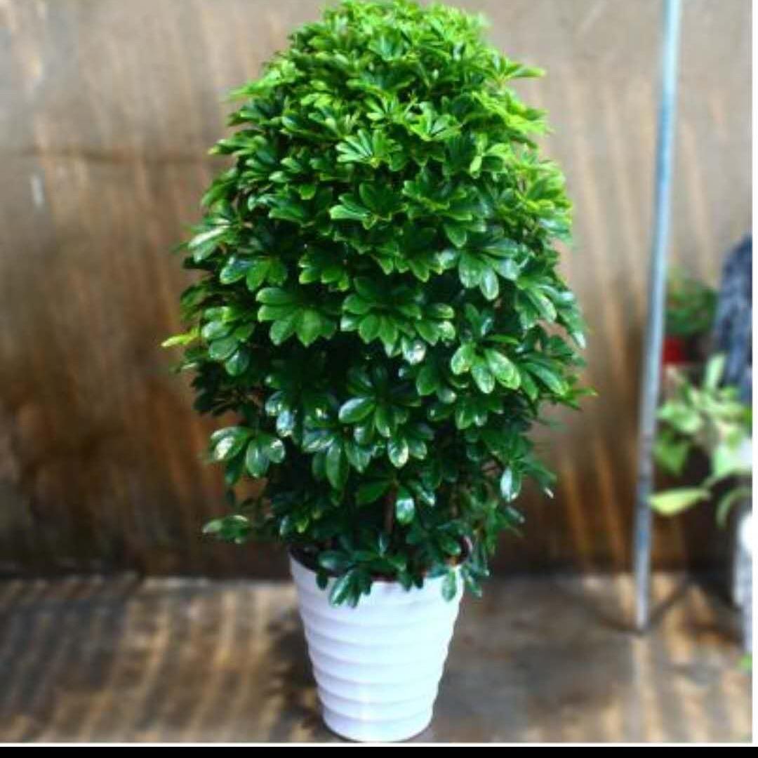 蔡益之进