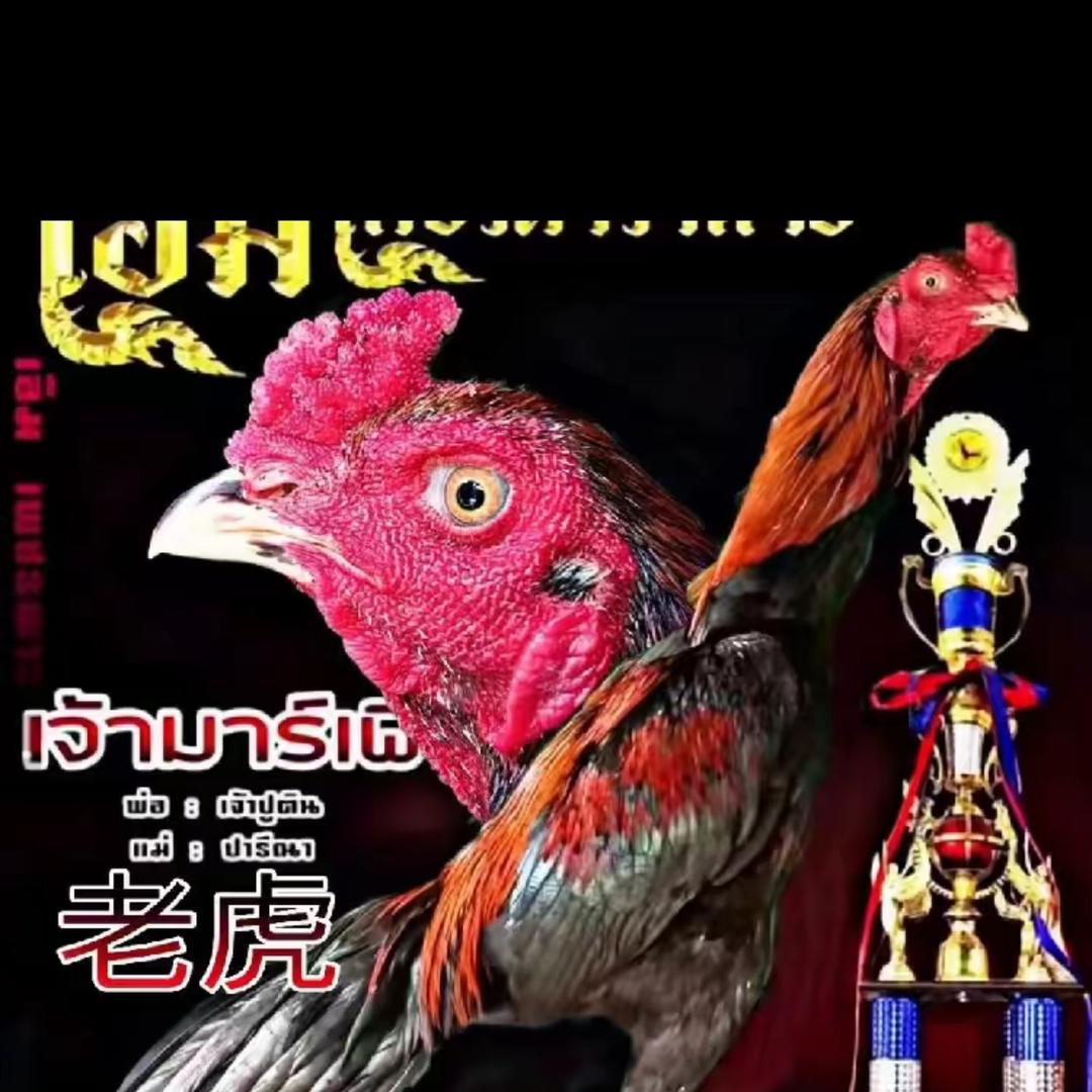 黔西市小杨斗鸡