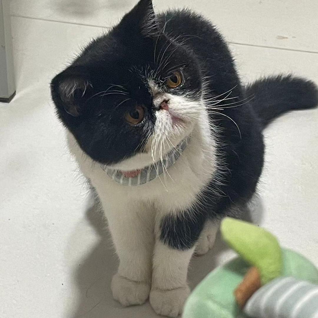 俺叫黑猫警长！