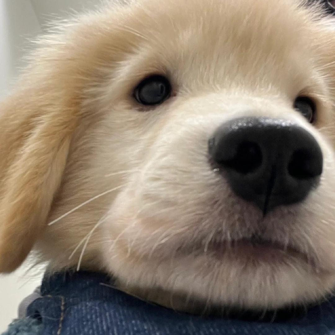 为睡觉而生的高贵的羊頭ic