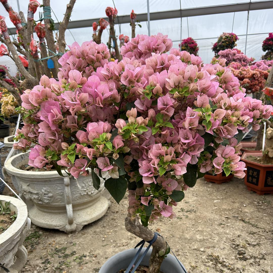 梅姐园艺三角梅