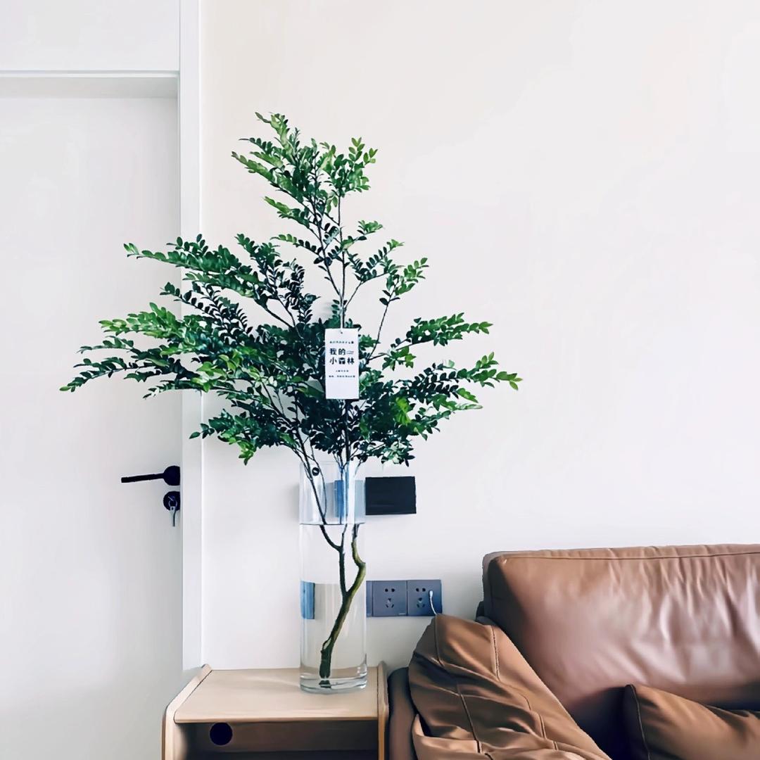 植觉plant🌿