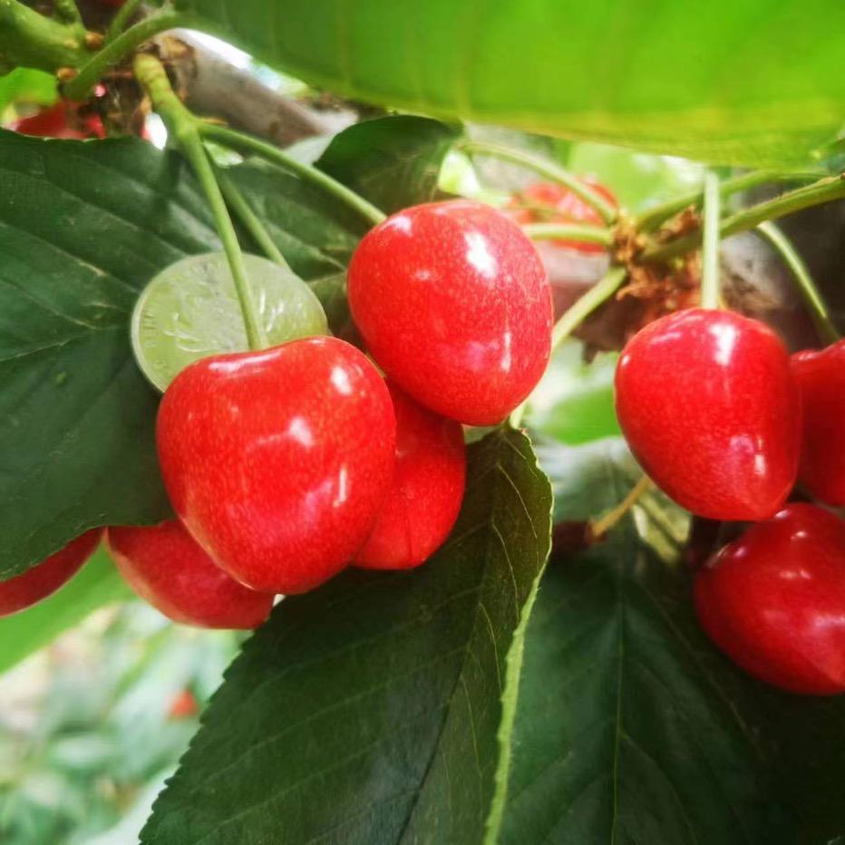 鲅鱼圈福德隆水果超市