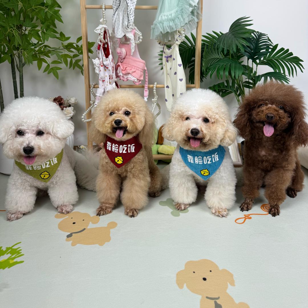 四小只日常🐶