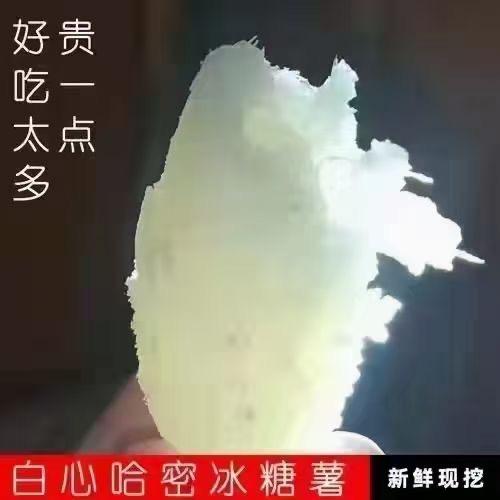 黄泥洼地瓜哥