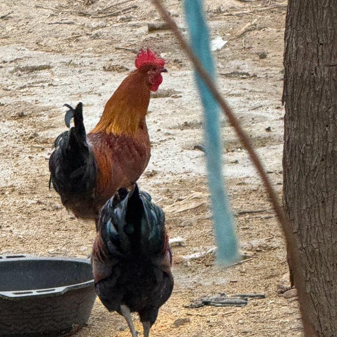 华北柴小笨鸡散养基地.