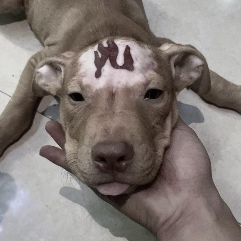 顺子🐕 喜欢养狗🐶
