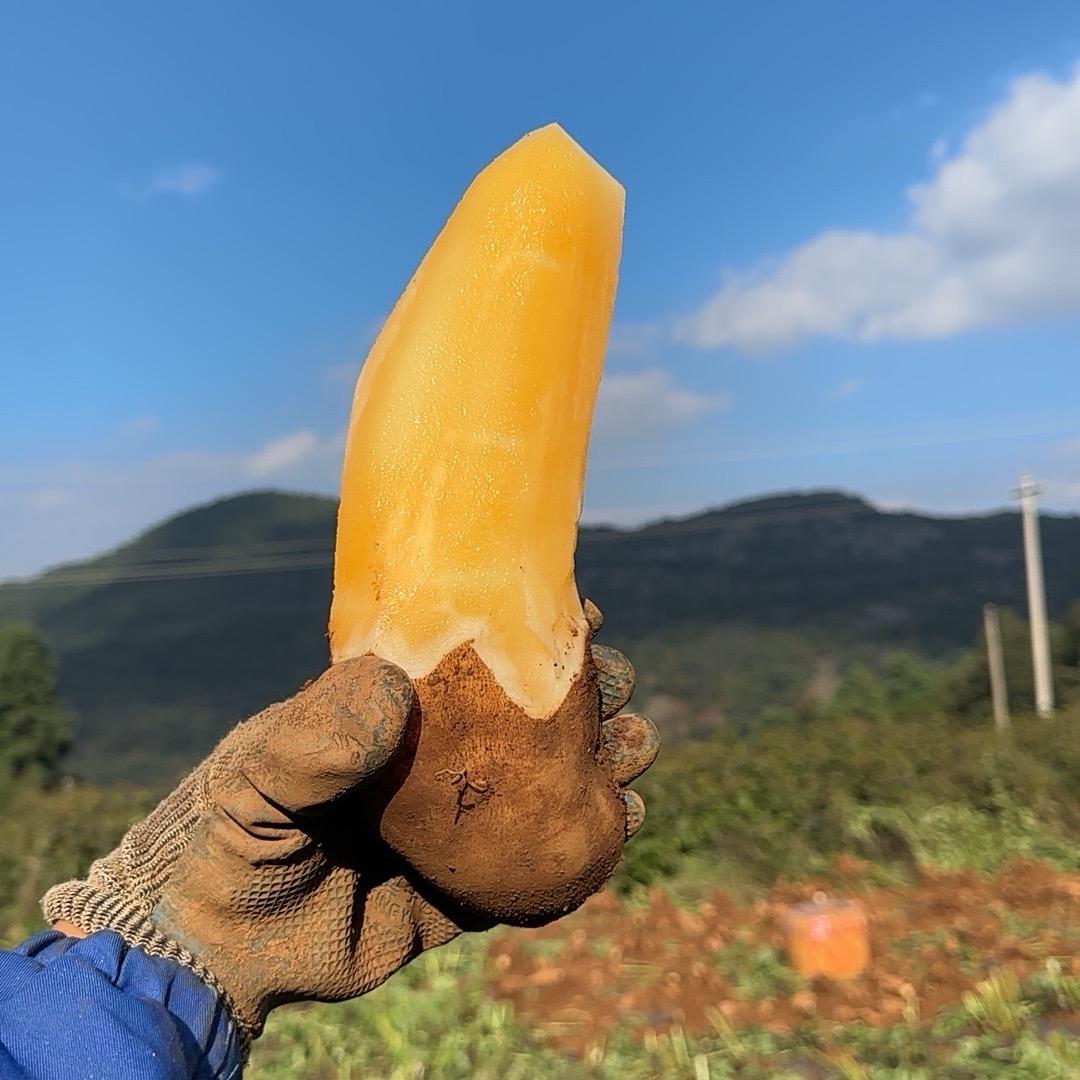 云南天山雪莲果