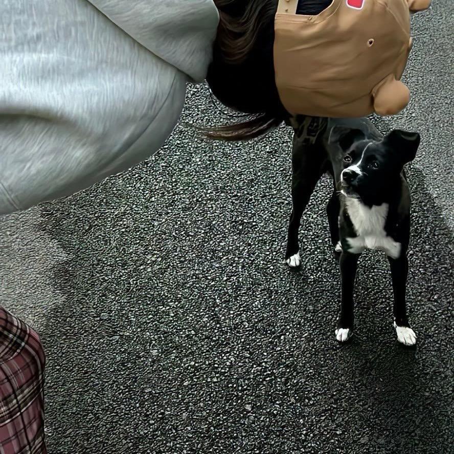 姚cy的脆骨