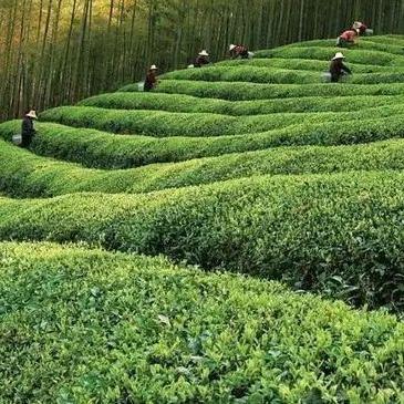 天心村老陈茶叶（批发）