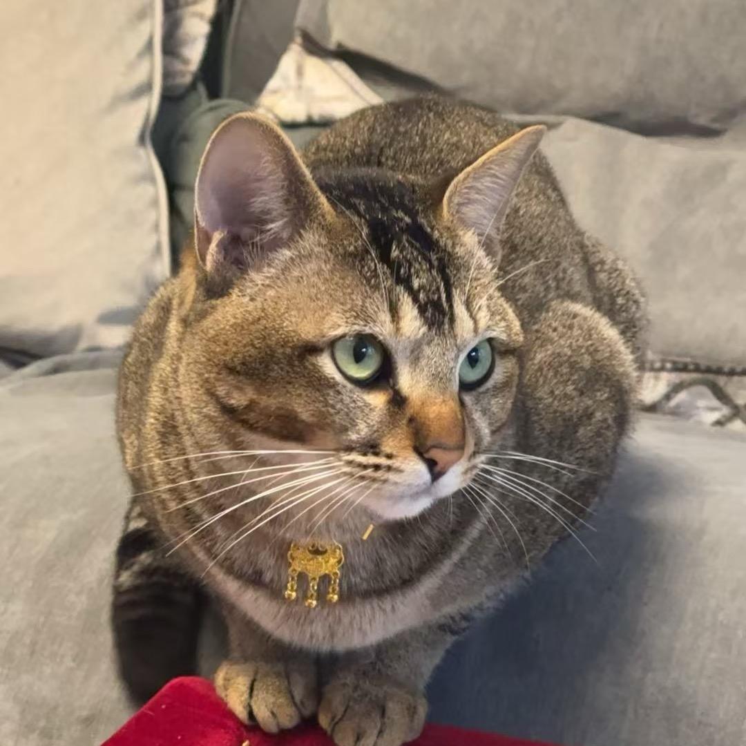 图图😺