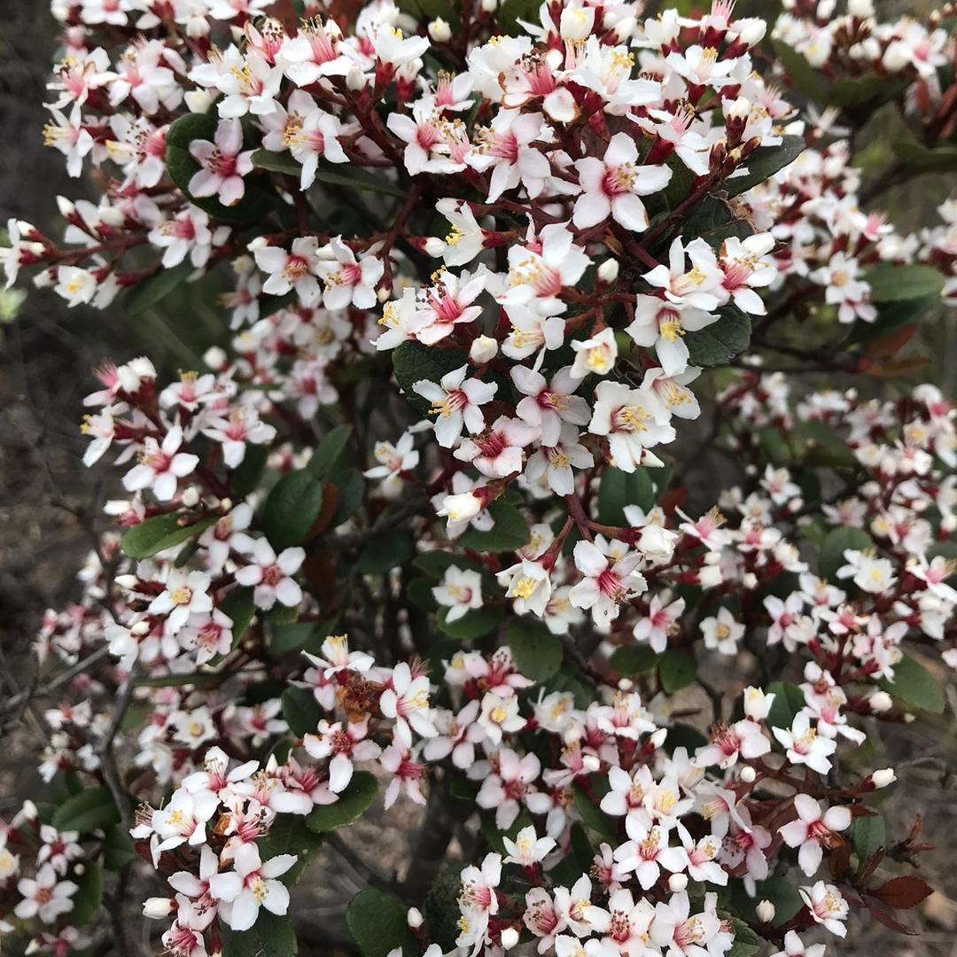 顺意园盆景园艺