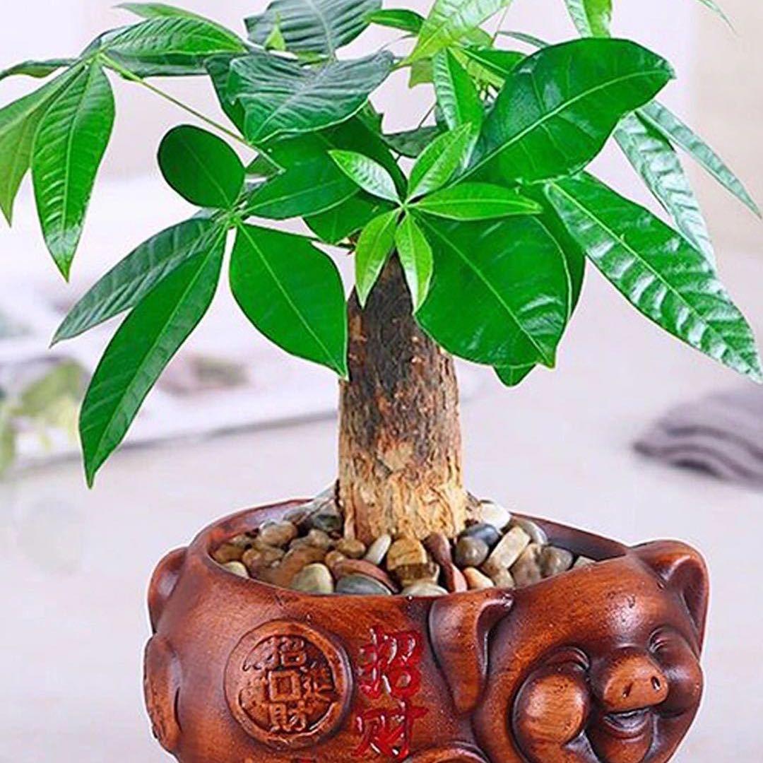 财运亨通