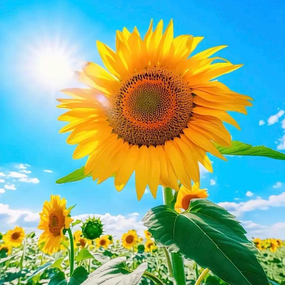 星粲（古法运动）