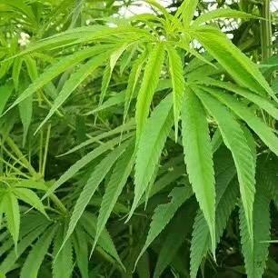 汉麻源