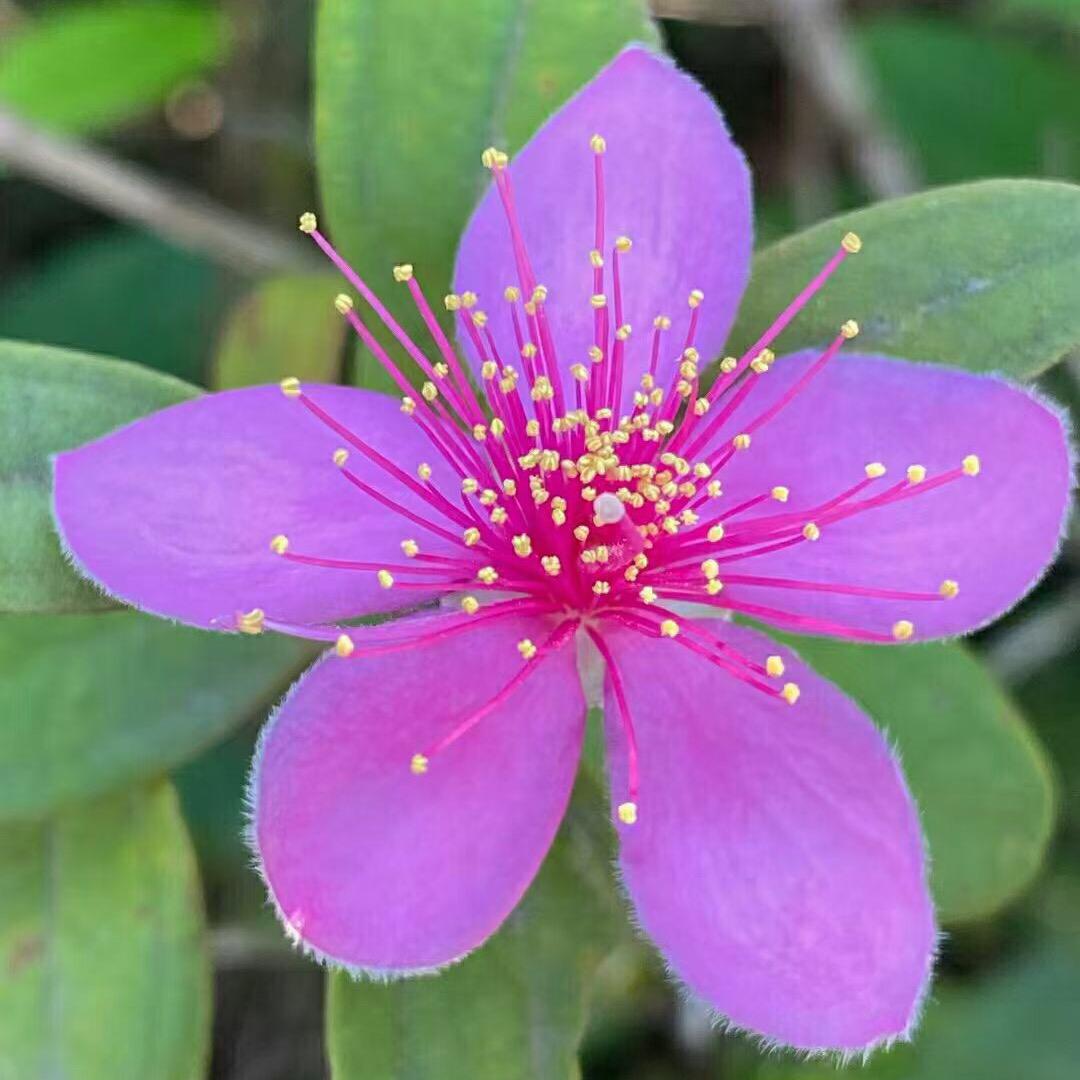 山花姐