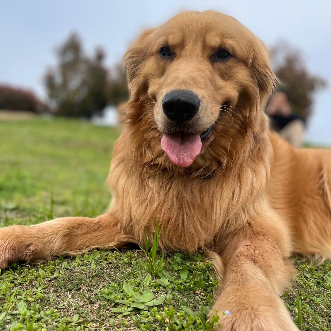 我家有个傻太阳