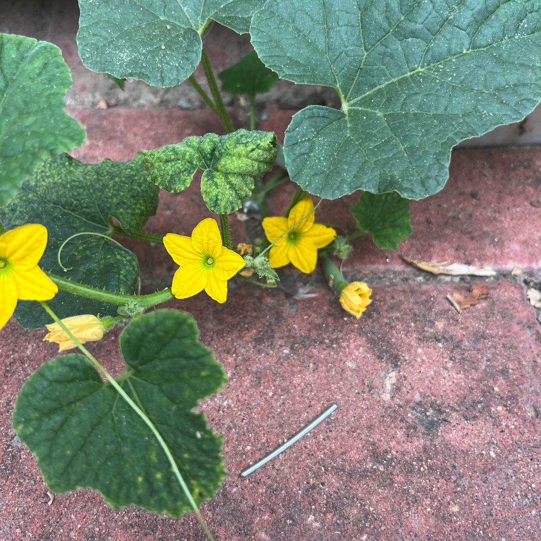 金风含仪爱舞蹈💃