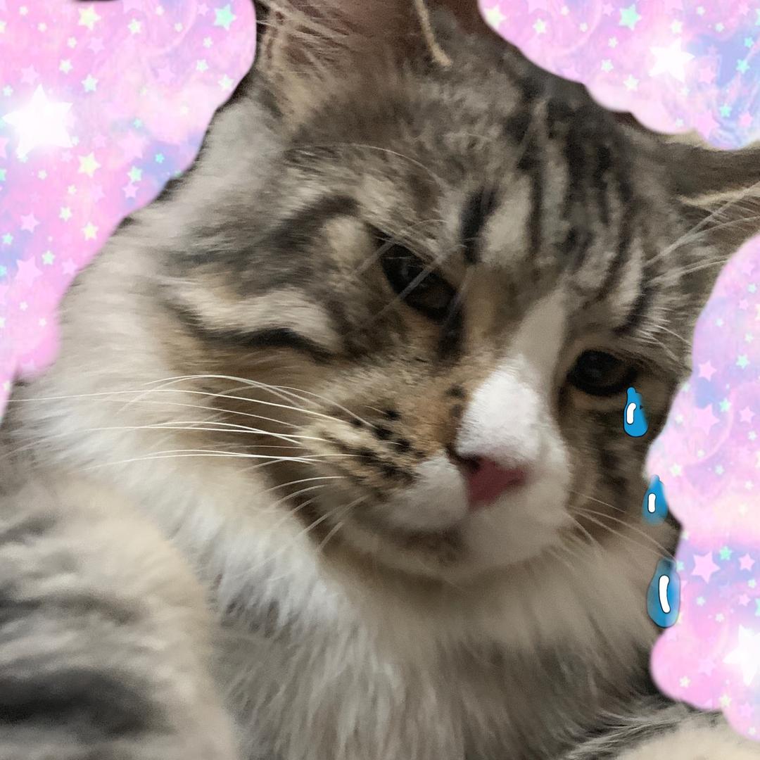 大野猫课堂