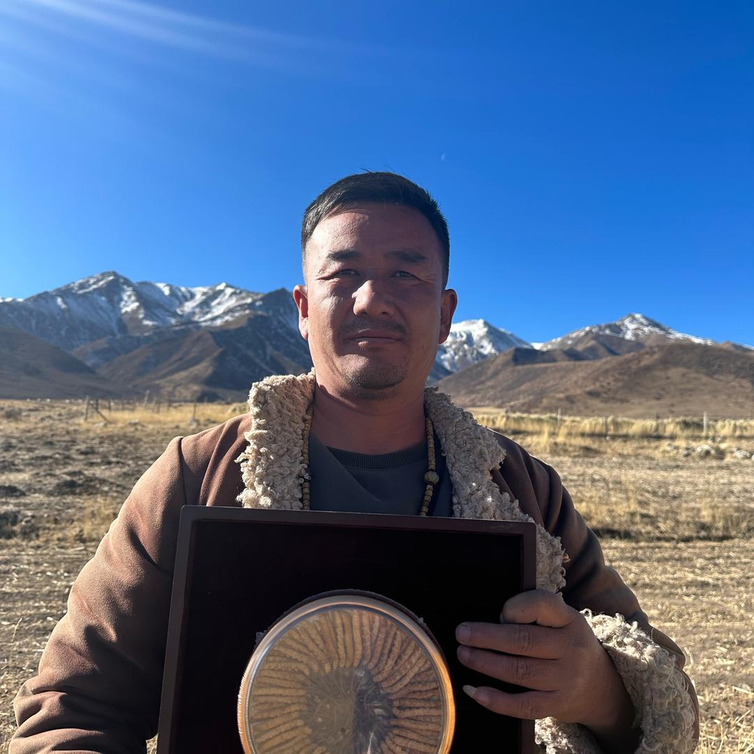 海娃冬虫夏草批发