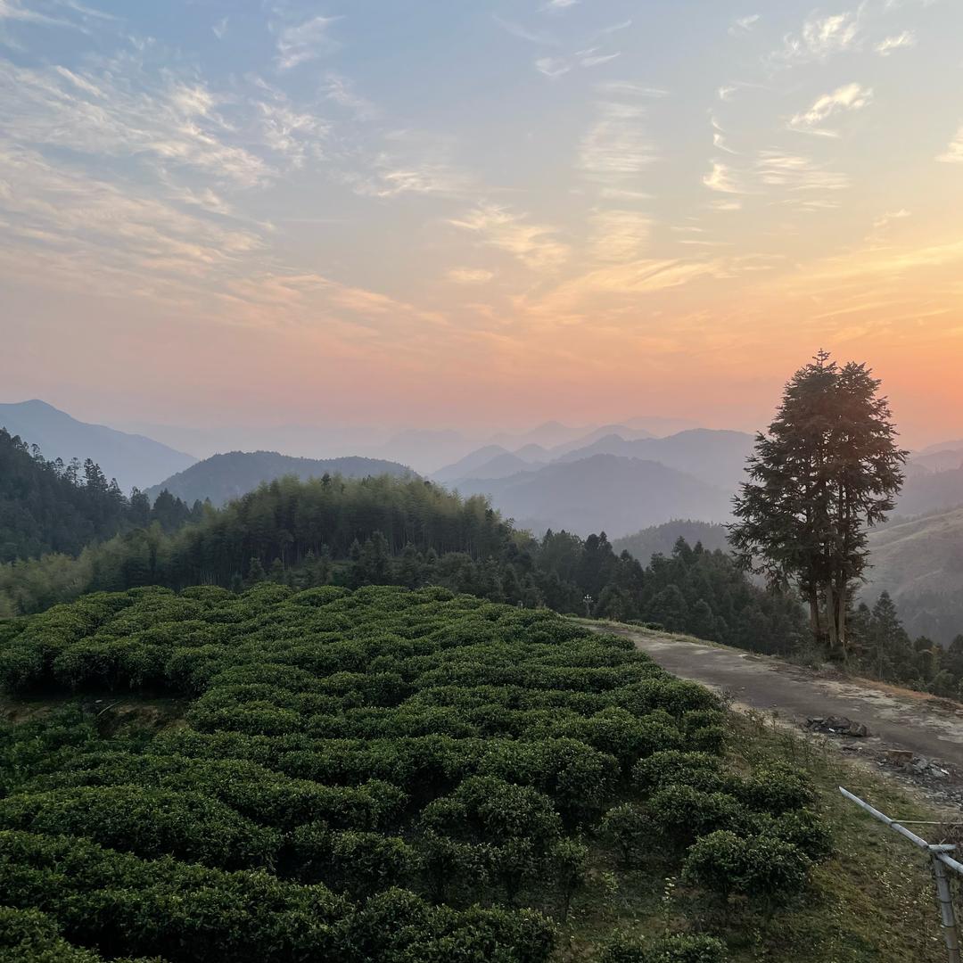 臭屁陈高山农家茶