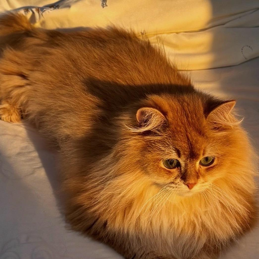 ₍˄·͈༝·͈˄*₎小团子◞ ̑̑