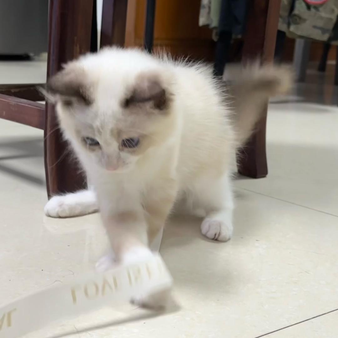 铮铮