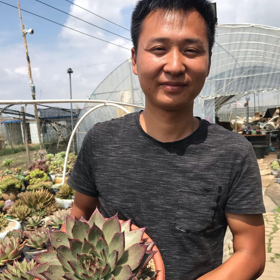 炫彩精品多肉小号