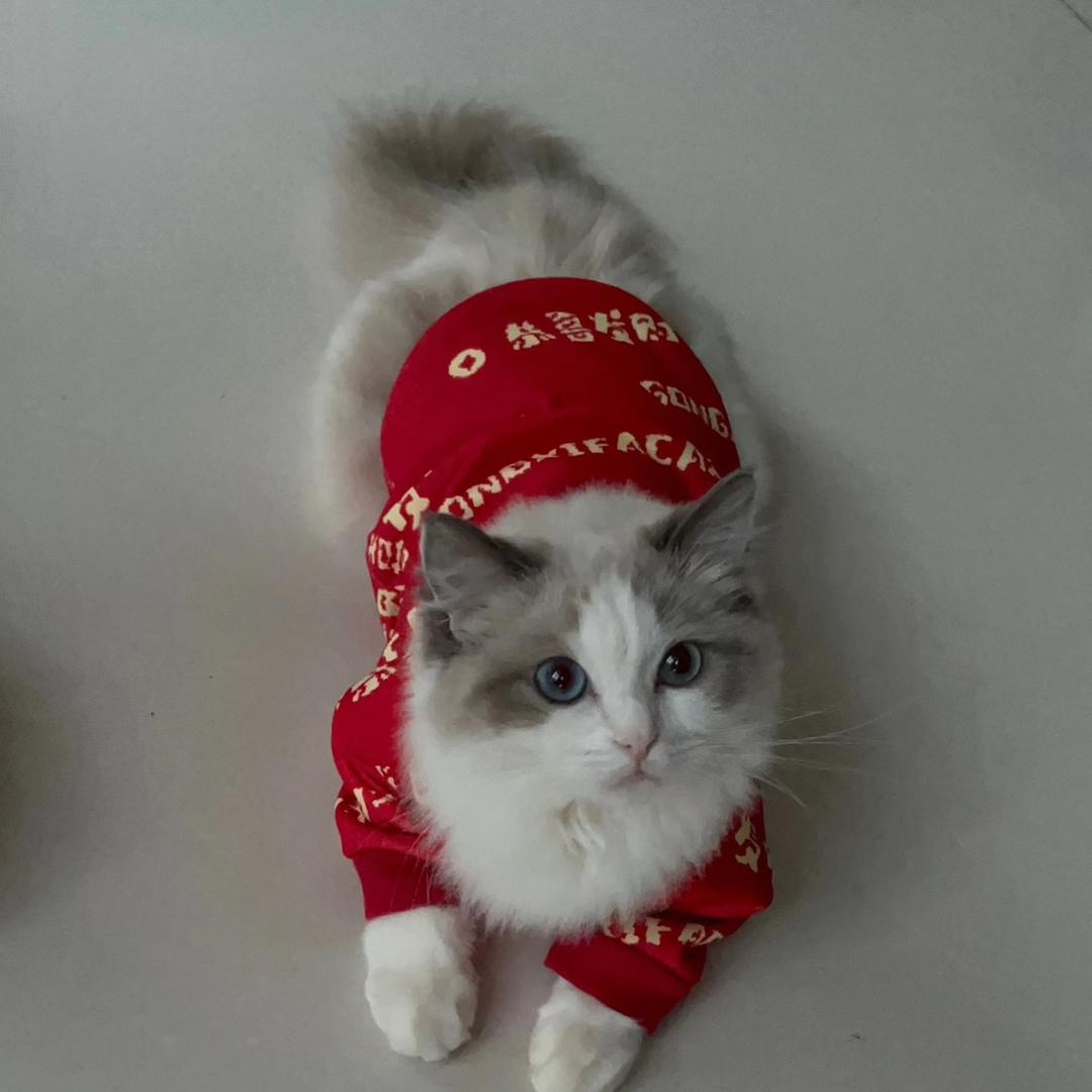 你的猫跑掉了