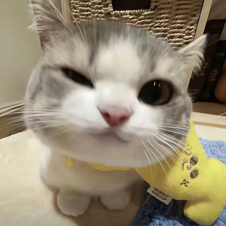 咪辣🧚‍♂️