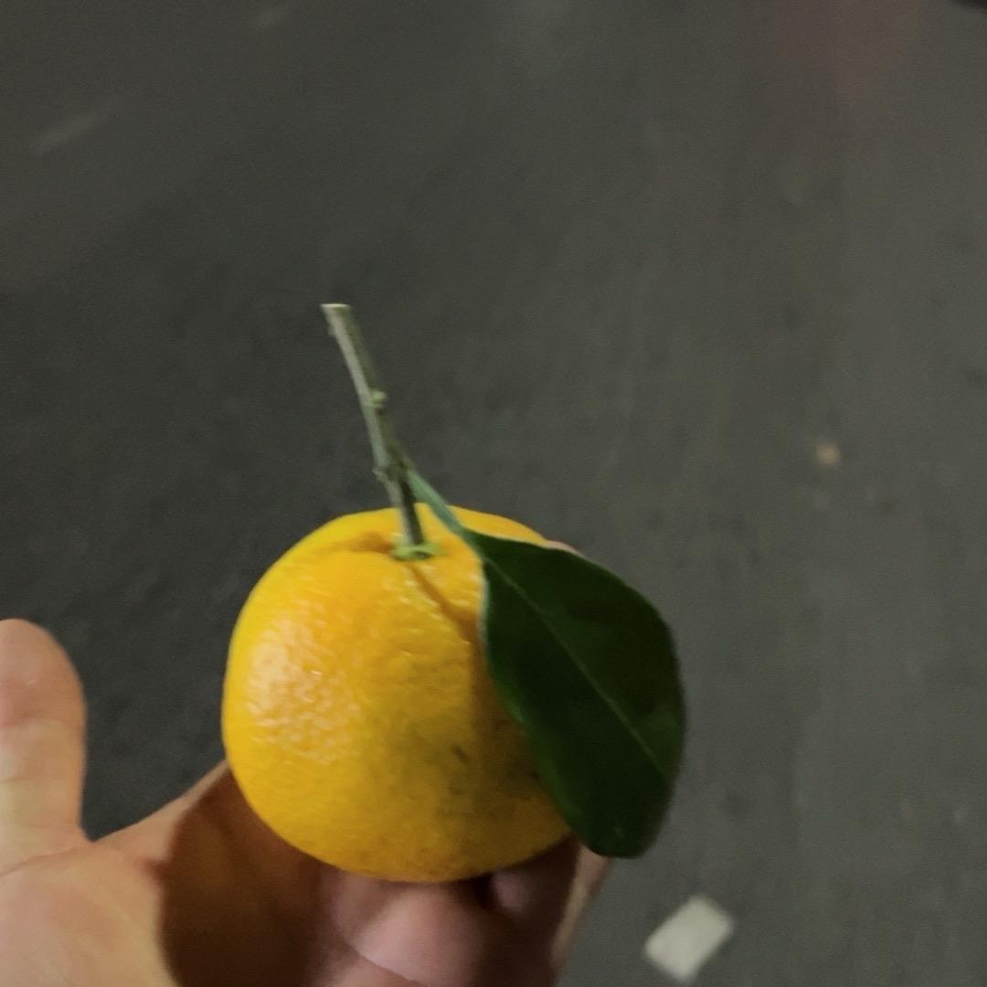 静雅