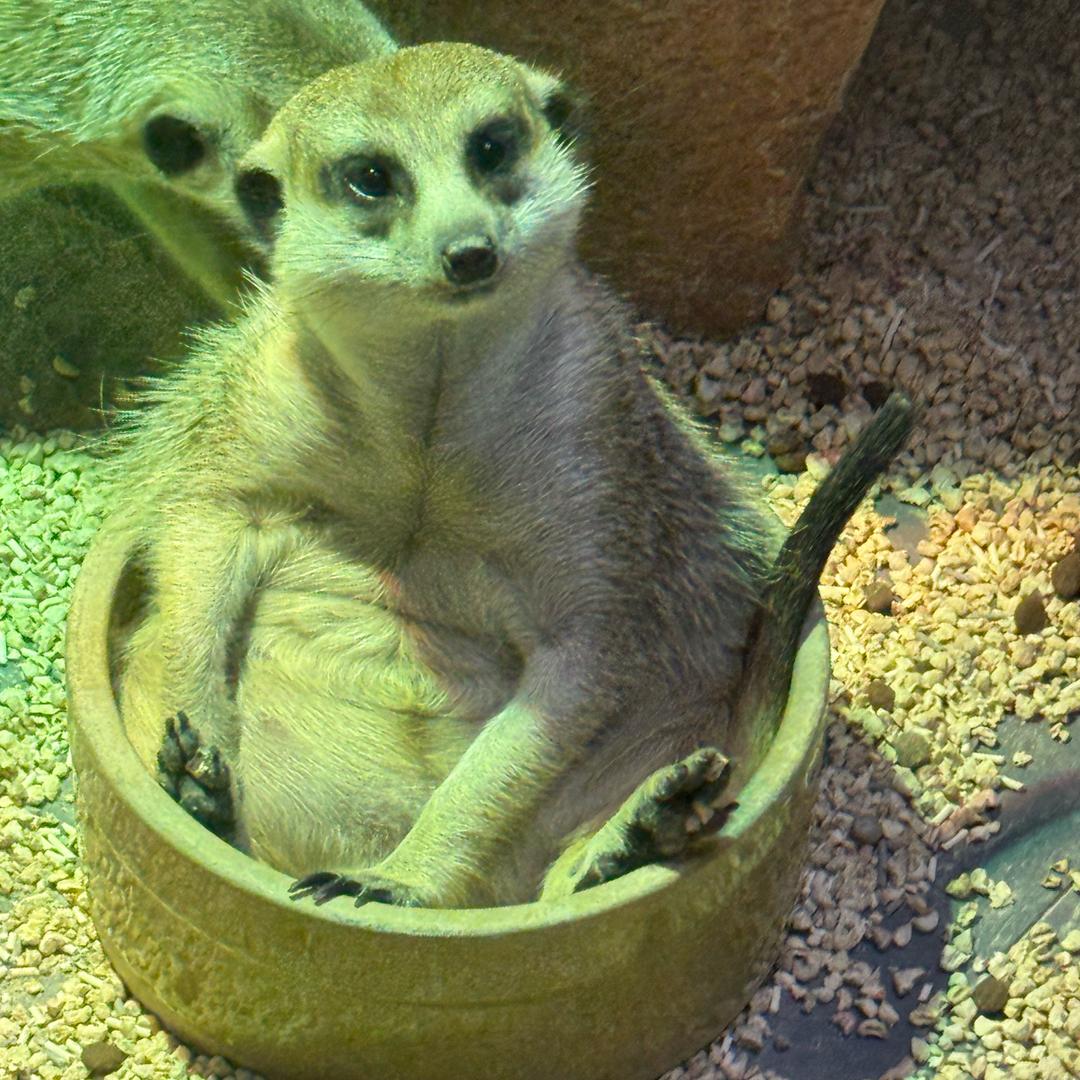 贵阳萌呀神兽乐园-芷瑶