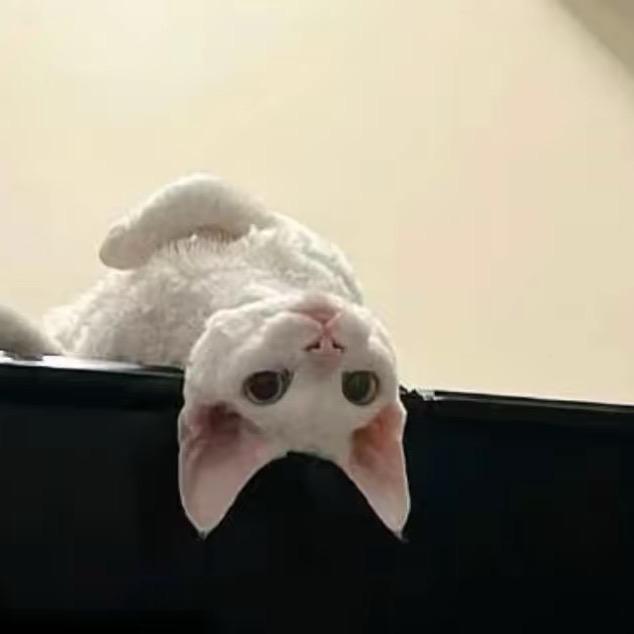 链接（天花板明世隐）