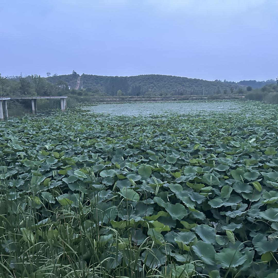 果香吖农副食品批发