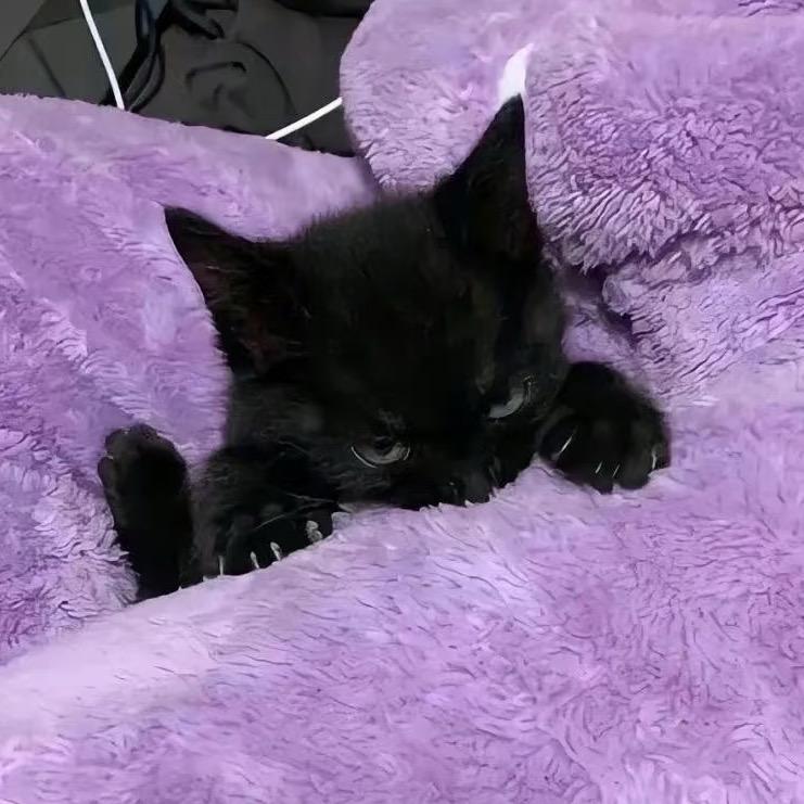 小猫抢我番茄酱！