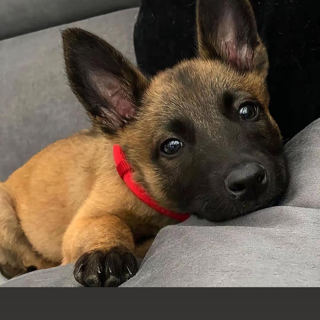 马犬牧羊犬