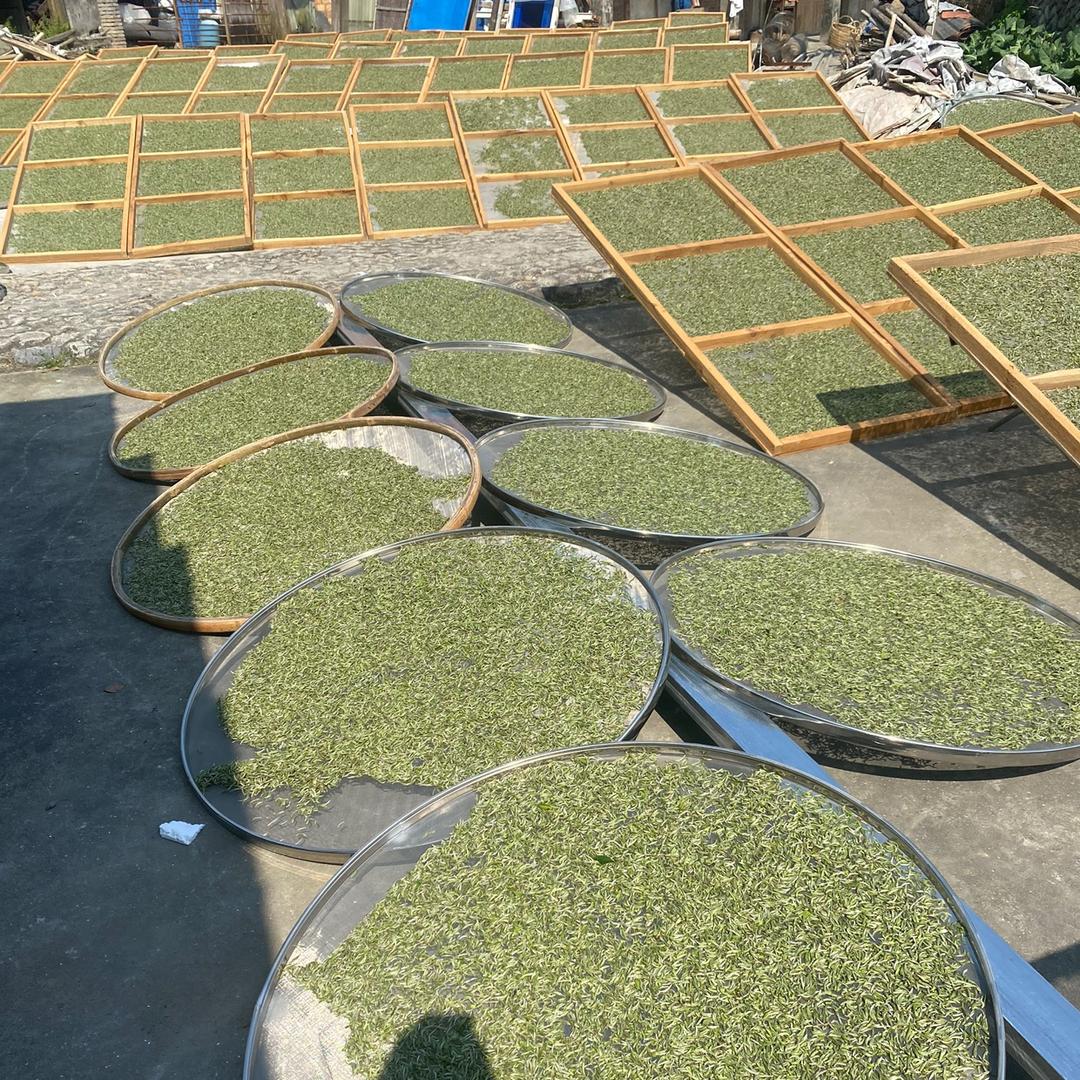 老郭福鼎白茶