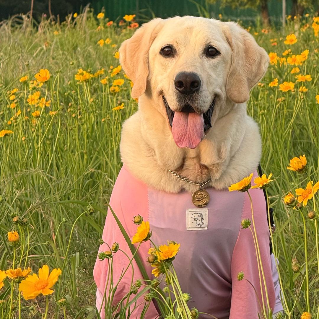 神犬佩奇