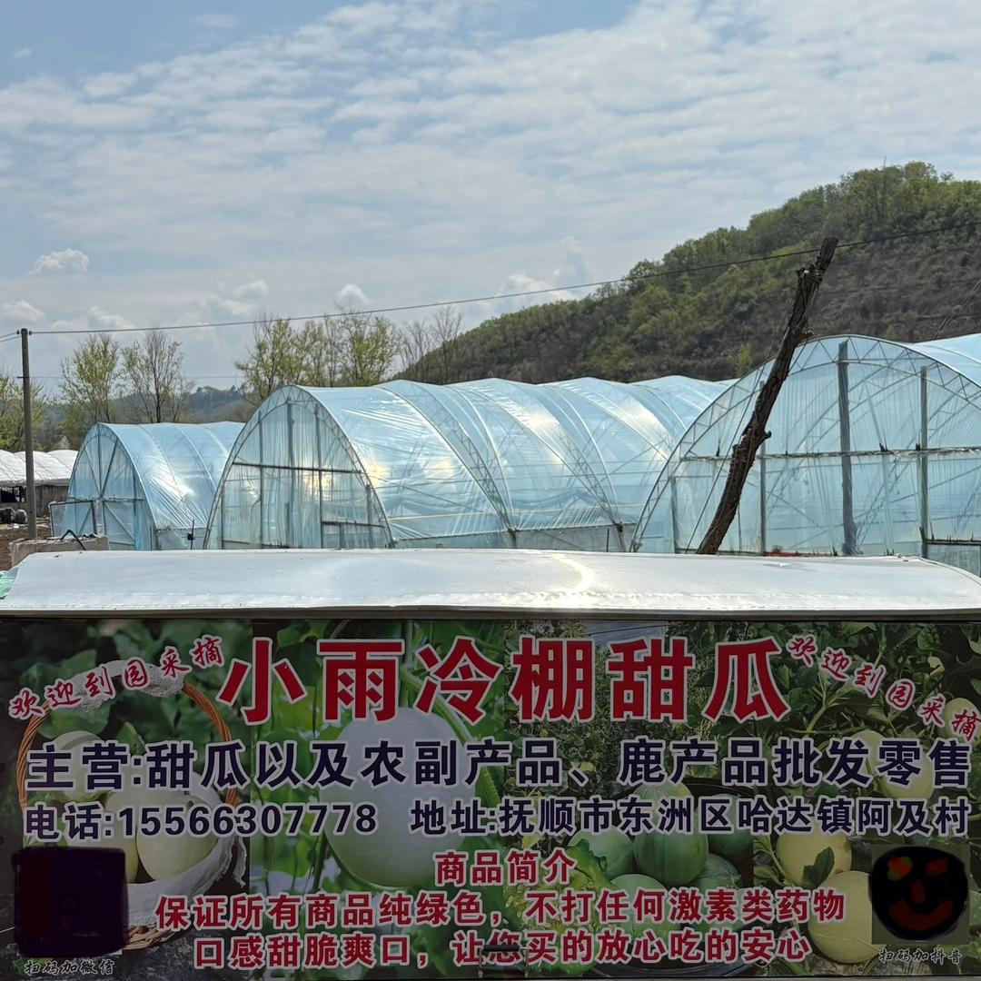 阿及小雨冷棚甜瓜