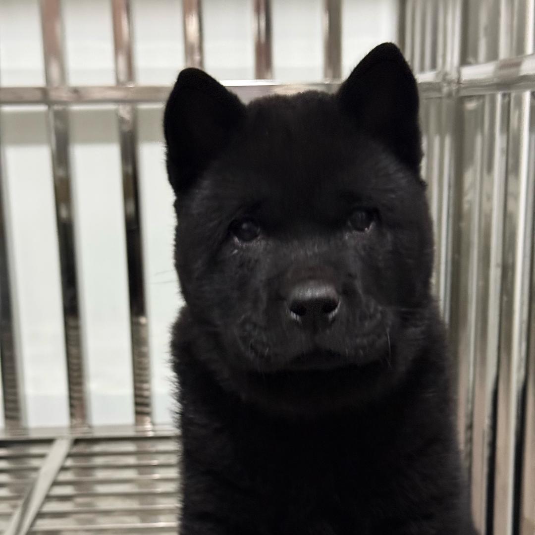 崔哥松狮五黑犬