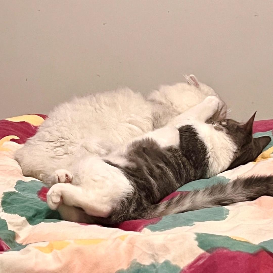 跳跳闹闹的喵生活