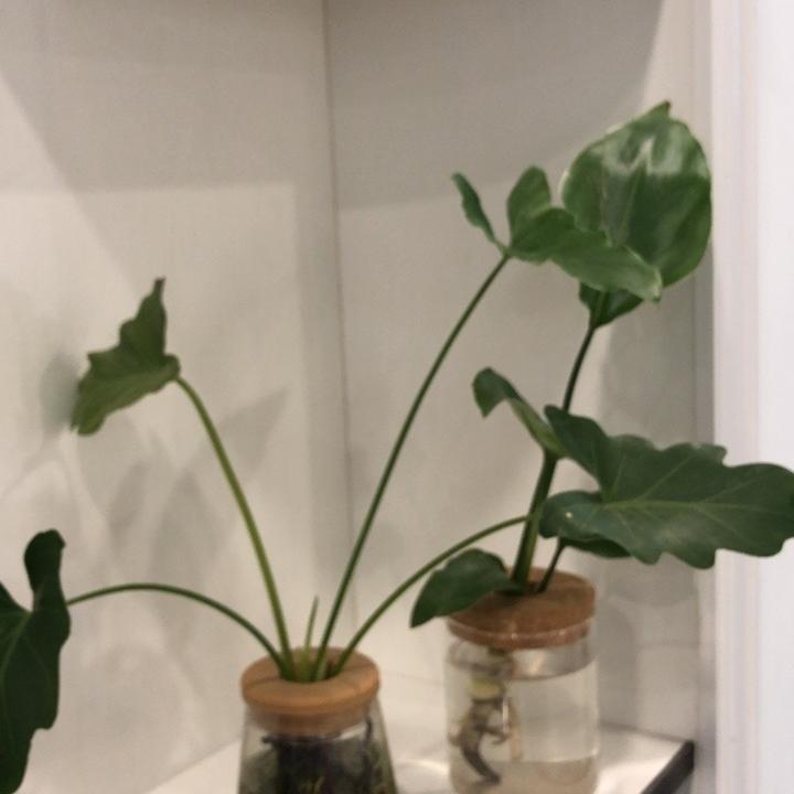 罗亚辉通倾运输好货店